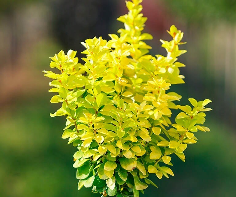 Барбарис тунберга Мария